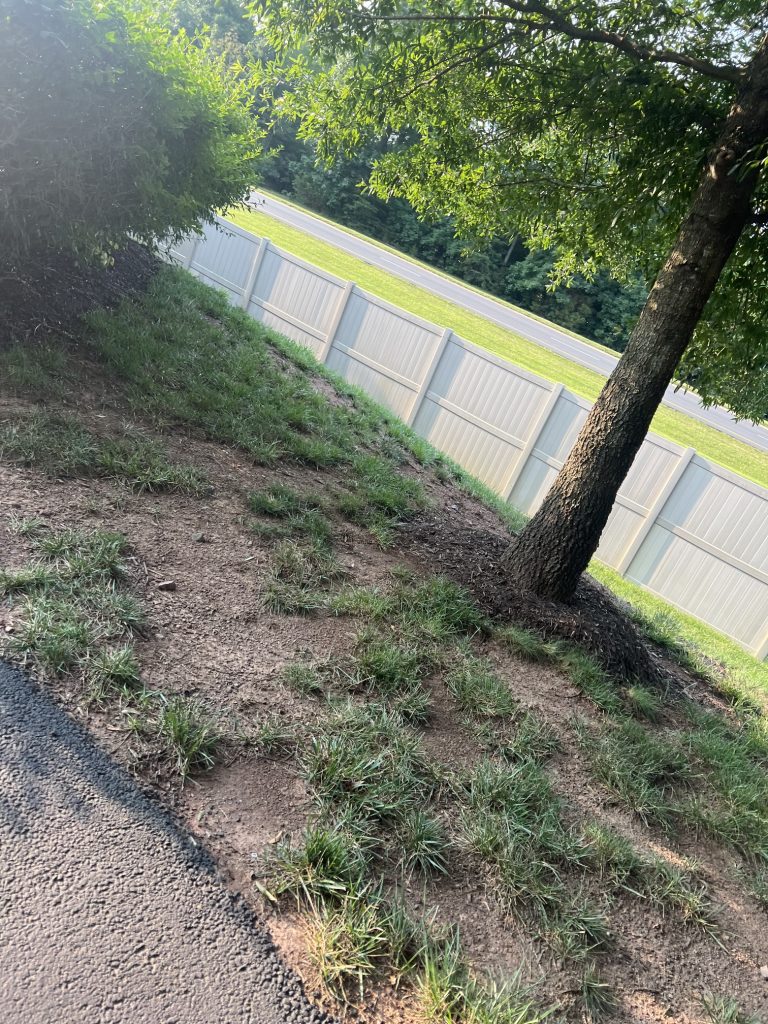 Dying grass at medalist round about